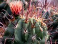 /album/fotogaleria-rod-ferocactus/ferocactus-viscariensis-172-pa310014-jpg/